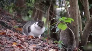 КОТЫ ВОИТЕЛИ OPENING НА ЯПОНСКОМ (ГИМН КОТОВ ВОИТЕЛЕЙ)