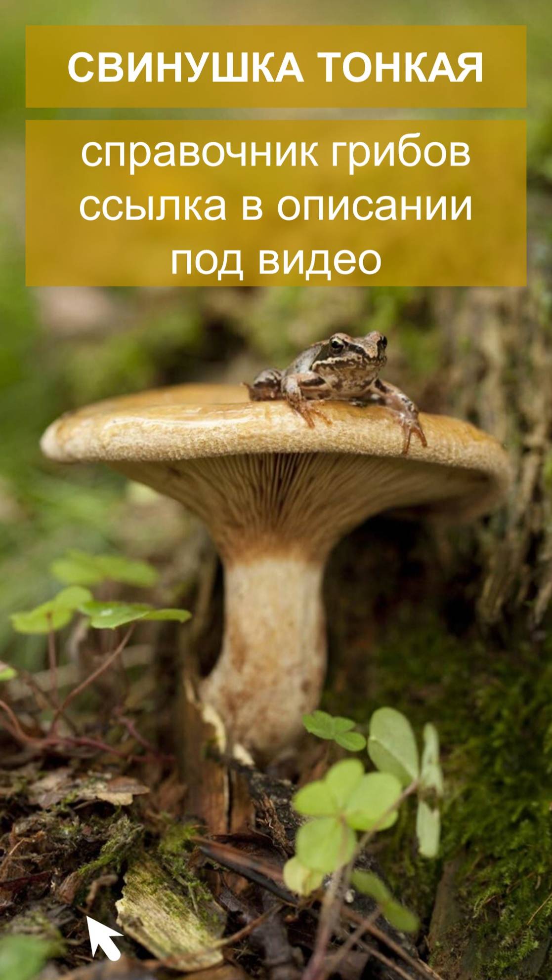 Свинушка тонкая - справочник грибов смотреть онлайн