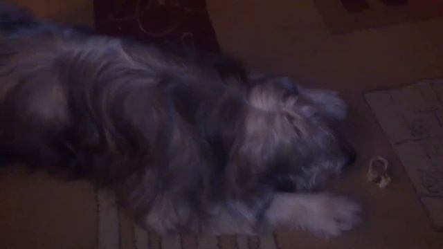 Тотоша и остаток косточки смотреть онлайн