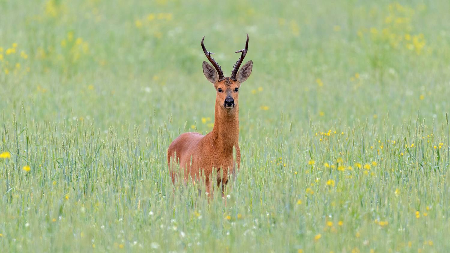 Охота на косулю. Гон. Доминантный самец. 2022. смотреть онлайн