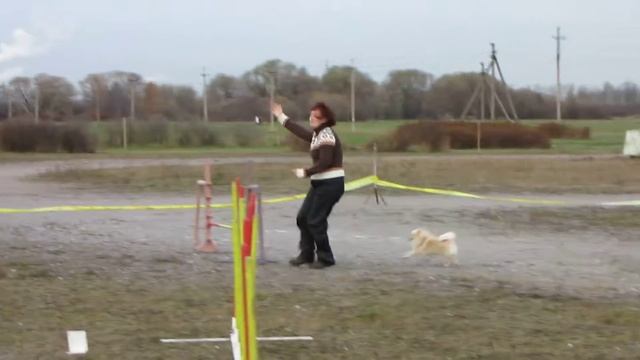 Аджилити Пушкин 1.11.09