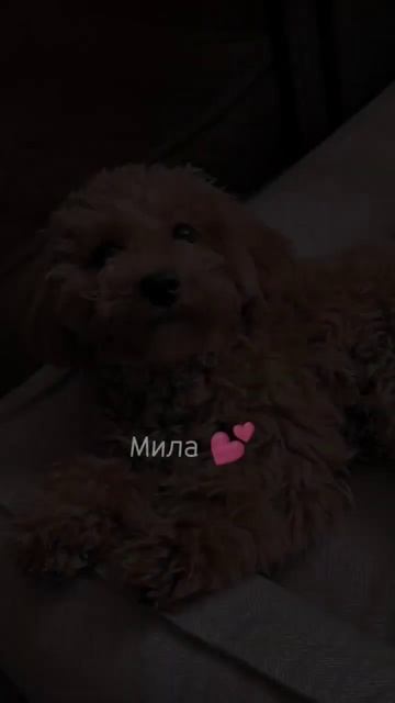 Как красиво назвать собаку ✨💓