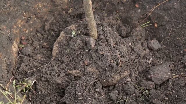 Выпуск от 4.10.16 Район сажает в городе - Стерлитамакское телевидение