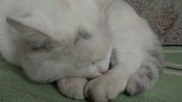 Если вам нравится кот Снежок поставьте пожалуйста лайк !