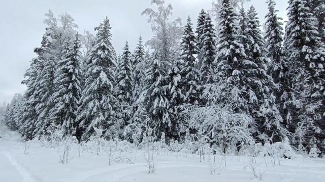 19 февраля 2025 г.