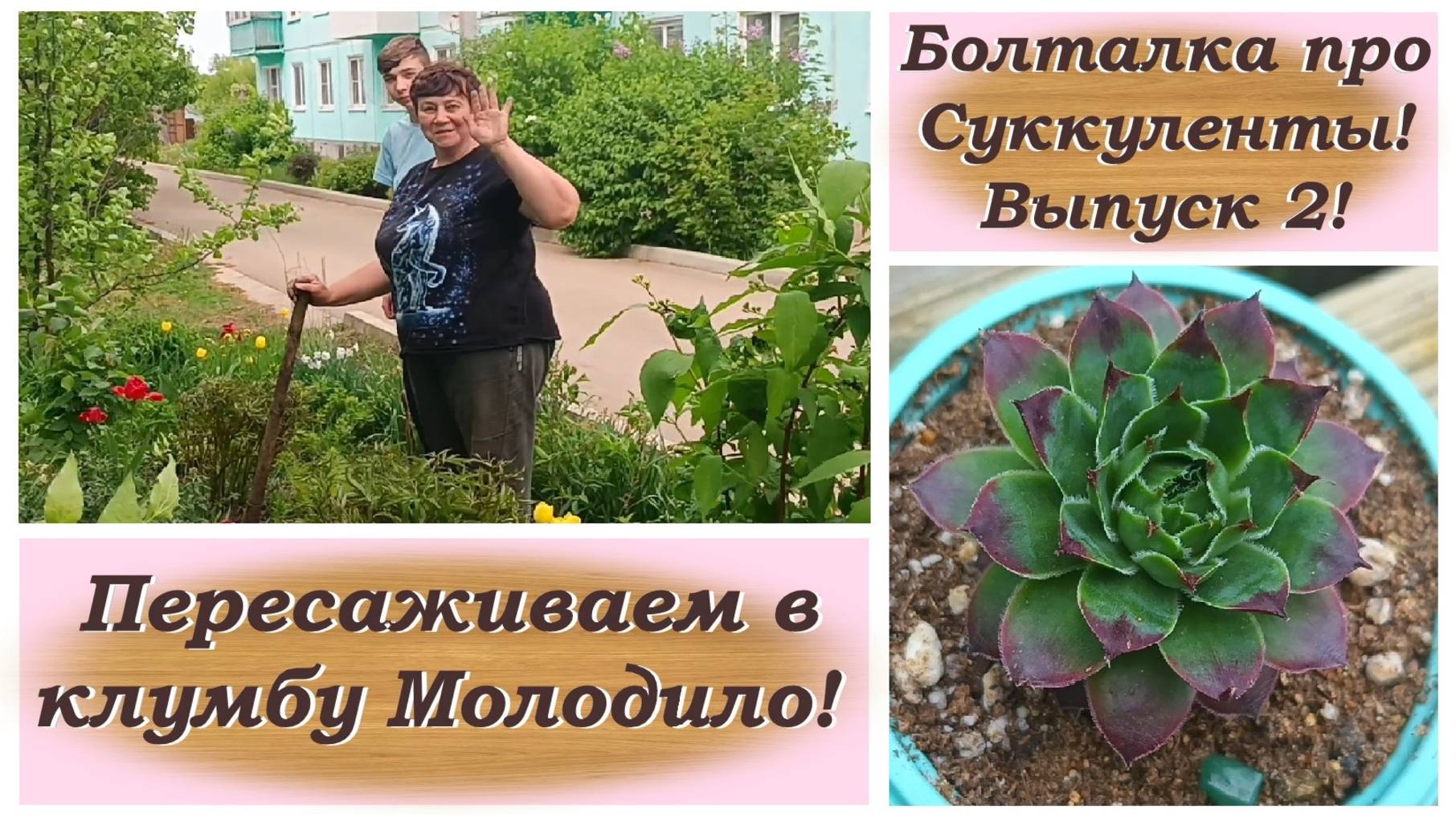 Болталка про Суккуленты! Выпуск 2! Пересаживаем в клумбу Молодило!