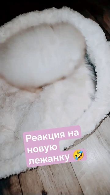 То ли нравится, то ли нет 😁 #shorts #рекомендации #лайк #лучшее #подпишись #мичи #шпиц #щенок