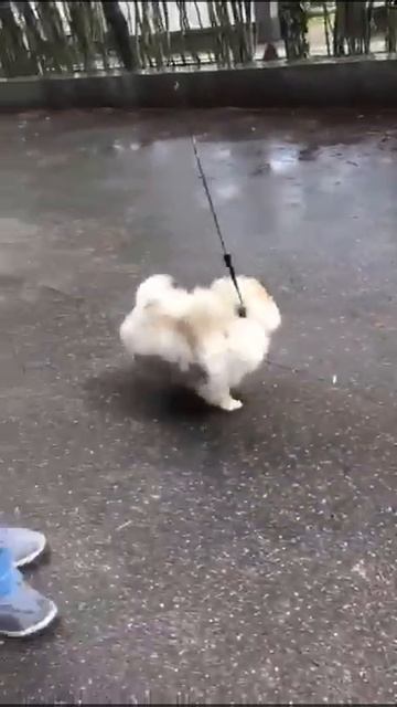 Шпиц в 5 месяцев