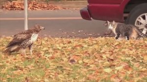 Кот против Ястреба