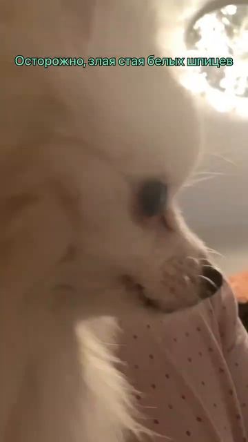 Осторожно, злые шпицы охраняют наш дом