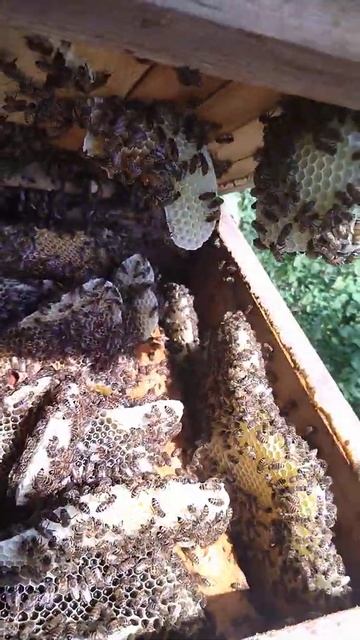 мёда завались смотреть онлайн