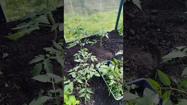 Обзор теплицы. Прополка, подвязка перцев, помидоров. Руккола и салат в теплице. Огородные дела