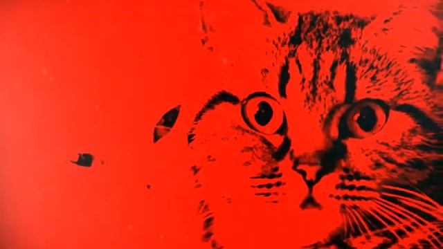 Милые животные #12 . смотреть онлайн