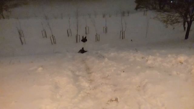 первый снег, какая радость