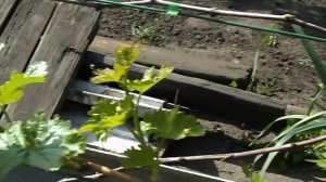 16. Виноград начал рост. 3 часть. 17 мая 2025 года.