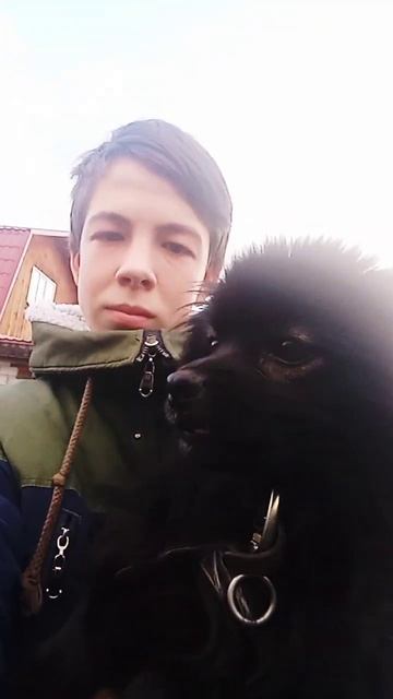 немецкий шпиц смотреть онлайн