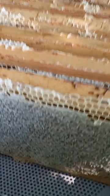 Мёд. Северный мёд 2022. Отбираем рамки на откачку. смотреть онлайн