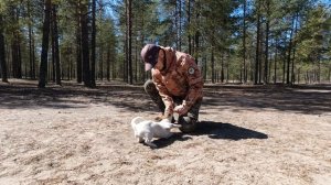Дрессировка щенка Джек Рассела. Общеразвивающие упражнения.