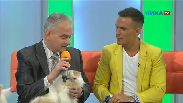 Кошки   в студию!22 марта 2016