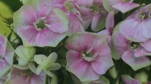 Флокс метельчатый Болд энд Бьютифул  #phloxboldandbeautiful