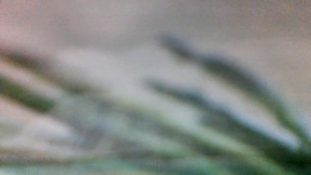 Король Эрик XXIX на волшебных лыжах(Надежда Симонян - Денис Вилейчик)к/ф