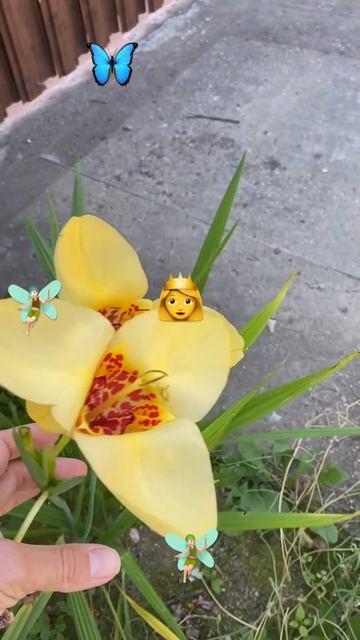 Тигридия - цветок одного дня✨🧚🏻✨Сегодня их распуст смотреть онлайн