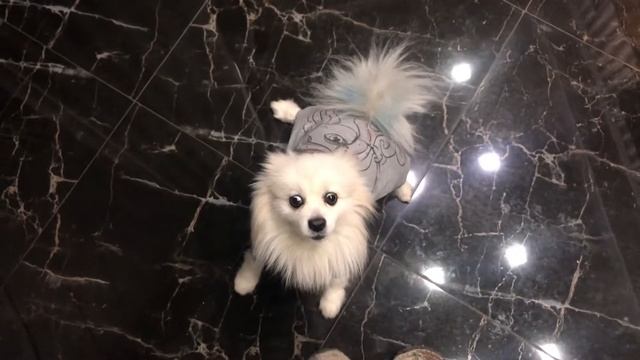 Шпиц Полли не любит носить курточки, кофточки и поэтому вредничает перед выходом на прогулку 😂😂😂