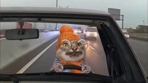 Шок!!! Кот за рулем! Погоня ДПС за котом! 18+