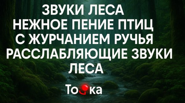 ЗВУКИ ЛЕСА, НЕЖНОЕ ПЕНИЕ ПТИЦ С ЖУРЧАНИЕМ РУЧЬЯ, РАССЛАБЛЯЮЩИЕ ЗВУКИ ЛЕСА