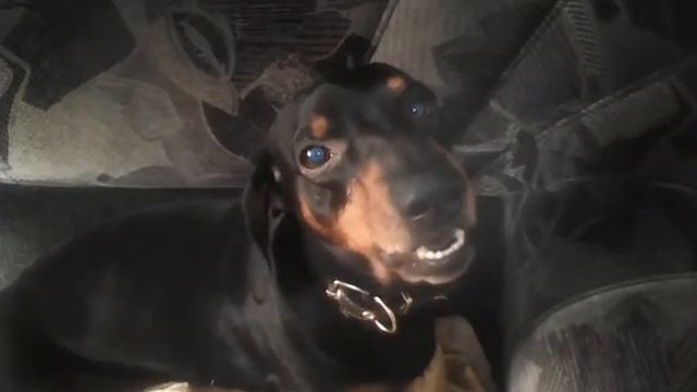 Этот пес не выспался смотреть онлайн