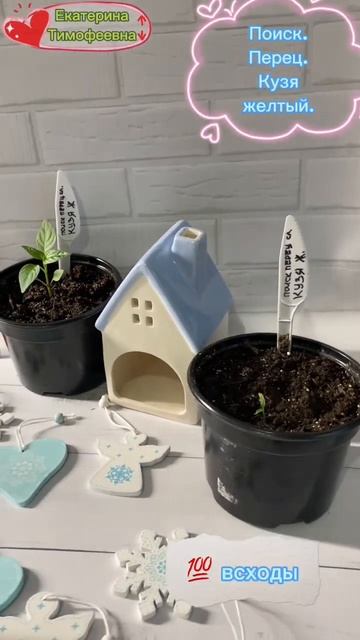 Перец Кузя желтый от @АгрофирмаПоиск #кузя #перец #пои? смотреть онлайн