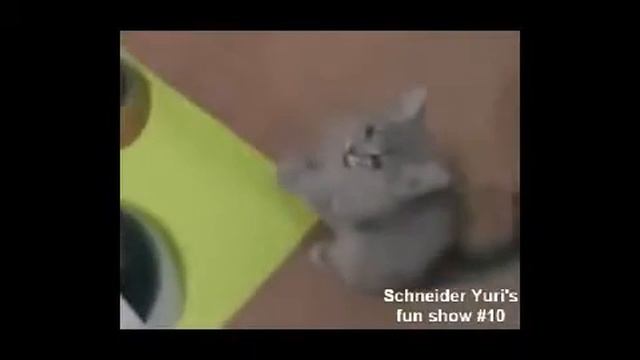 Новые ПРИКОЛЫ !!! Действительно смешно ! смотреть онлайн