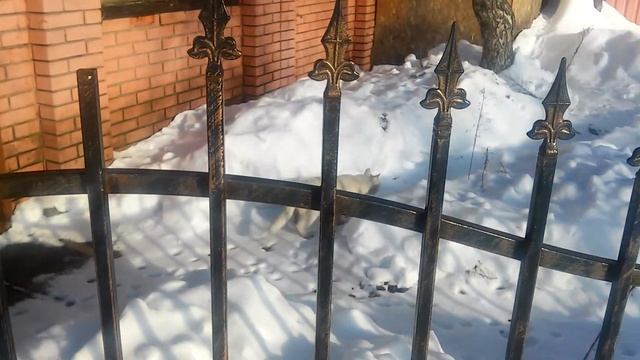 Снежок и Ма прогуливались вместе. 17 февраля 2021 г. Больше видео на нашем канале смотреть онлайн