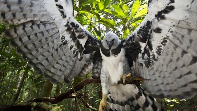 Птица - вид которой пугает, а при встрече хочется убежа смотреть онлайн