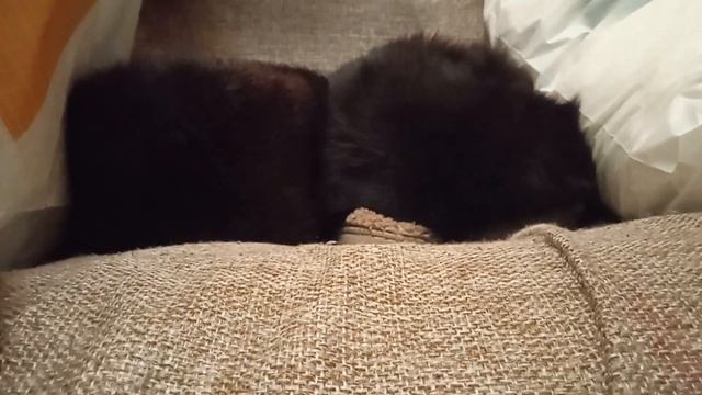 угадай где Багира а где шапка