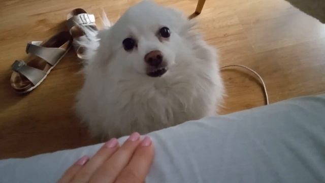 немски мини шпиц смотреть онлайн