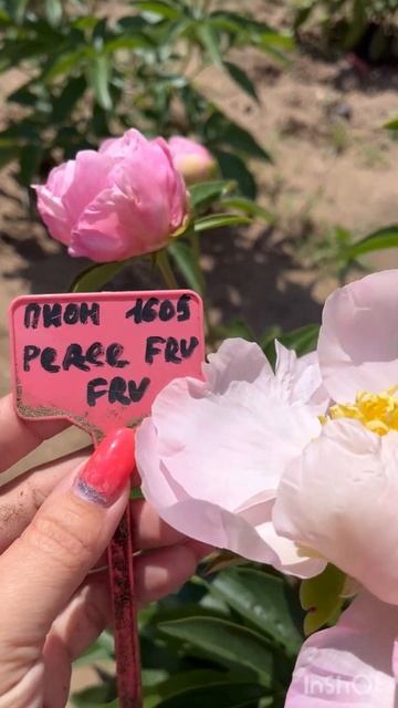 Пион оказался PEACH DELIGHT смотреть онлайн