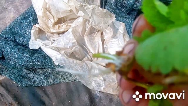 6.07.2023р/ Розсада полуниці для відправки замовнику готова@Клубніка Волині