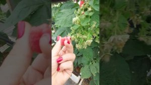 Малина ГУСАРИЯ (Husaria)