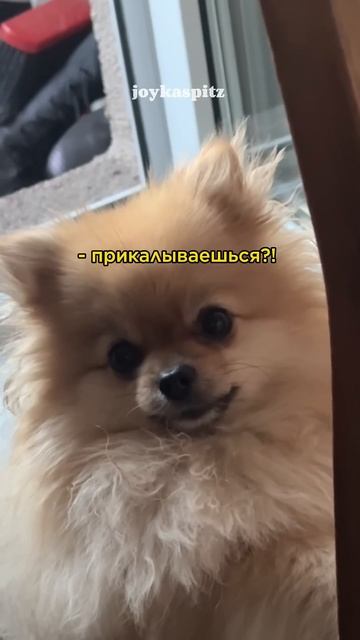 Прошу, не ведитесь на это🙏🏼 #шпиц #померанскийшпиц #pets #смешноевидео #pomeranian #шпицмини