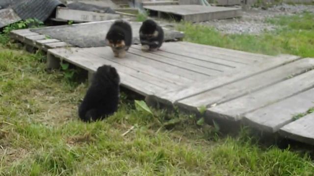Детвора в огороде