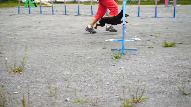 Аджилити. Люся в аджилити.