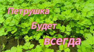 Как посадить петрушку,чтобы был хороший урожай?