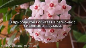 ОДНА ОШИБКА - И ХОЙЯ НЕ ЗАЦВЕТЕТ НИКОГДА! ХОЙЯ: УХОД В Д?
