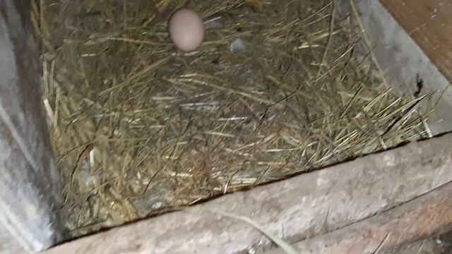 Сбор яиц в последние дни года! #сборяиц #chick #курынесушк смотреть онлайн