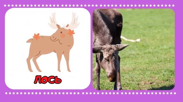 ДИКИЕ ЖИВОТНЫЕ