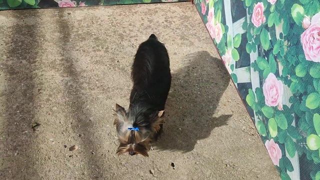 Продажа😃Питомник Йорк & Шпиц.Elite Pets,Крым, Евпатория 🌞Вопросы +79788972514 Доставка возможна 🥰