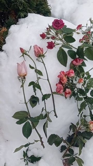 1.11 укрываем розы #сад #дача #растения #цветы #plant #розы #ro смотреть онлайн