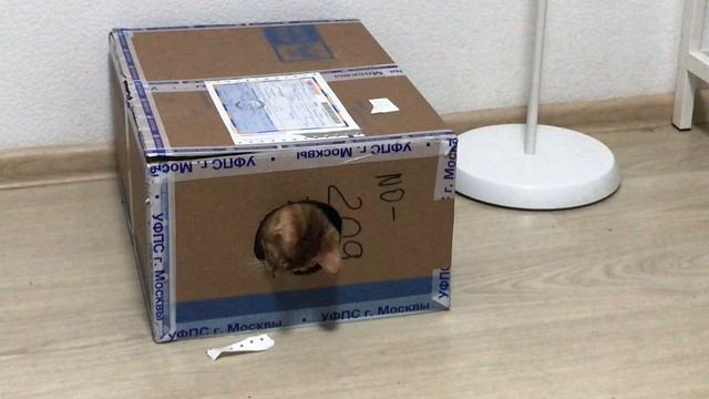 Рыся играется в коробочном домике