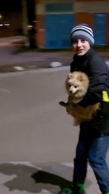 на ручках   #немецкийшпиц #померанцы #шпицуля #шпицкрем #собачка #померанскийщпиц #шпиц #шпицпом